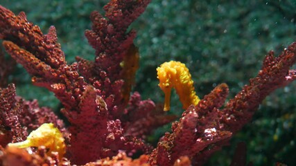 Seahorse amidst corals in aquarium. Closeup yellow seahorse swimming near wonderful corals in clean aquarium water. Marine underwater tropical life natural background © Dogora Sun