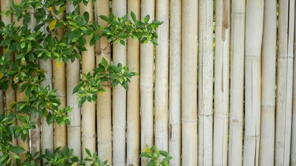 Bamboo fence surrounded by lush vegetation. Durable bamboo fence and bright green bushes in Thailand. Natural background. Juicy exotic tropical leaves texture backdrop with copyspace.