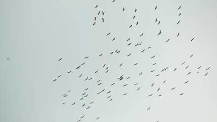 From below flock of storks flying against gray cloudy sky. Silhouettes of soaring birds as a symbol...