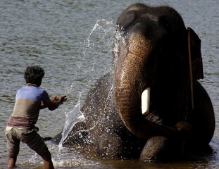 elephant taking bath