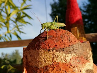 Heupferd