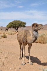 Camello en un paisaje desértico del sur de Marruecos