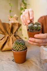 Woman touching cacti near paper bag while repotting houseplants
