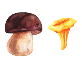 Set of forest tasty mushrooms, watercolor illustration.