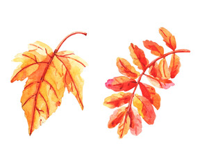 Naklejka na ściany i meble Set of autumn leaves, watercolor. Leaves on a white background.