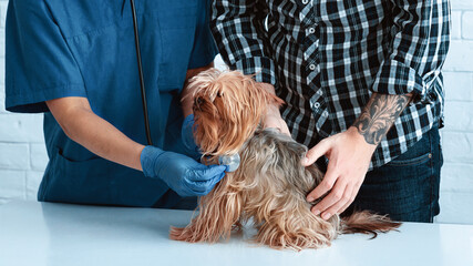 Unrecognizable vet doctor listening to cute dog's breathing at animal hospital, close up