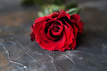 Red rose on dark background. The place for text. Copy space. High-quality photo