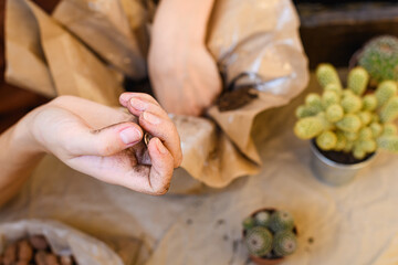Top view of woman with dirty hand repotting cactuses at home 