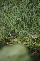a bird on a branch, water hen 