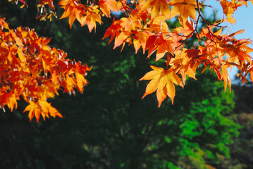 秋　葉　素材