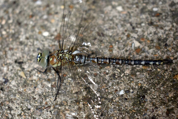 A Common Hawker Female Dragonfly close to the end of her transformation on a household pathway in...