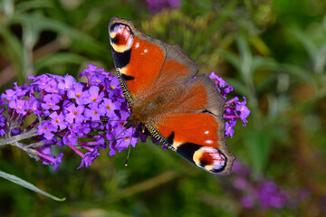 European peacock - Tagpfauenauge (Aglais io) 