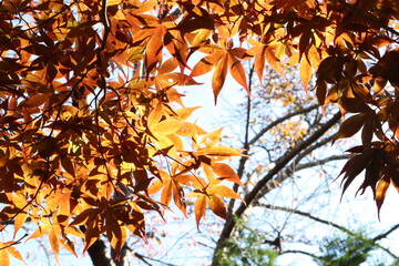 Beautiful autumn leaves. Maple tree landscape fall season. Sky view from bottom look up. Warm sunny background with sun flare. Close up focus view, yellow orange leaf blur background.