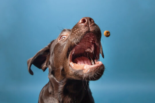Labrador Schnappbild/Schnappfoto 3