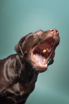 Labrador Schnappbild/Schnappfoto 2