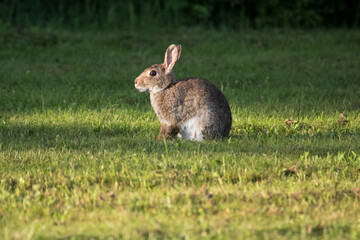 rabbit in the grass