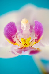 details of labellum and column of white phalaenopsis orchid flower against solid cyan background
