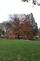 autumn in the park
