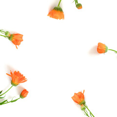 Obraz premium Calendula flowers wreath on a white background. Floral eco composition with copy space.