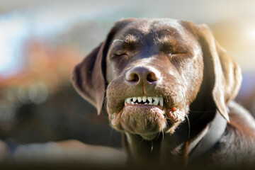 Labrador grinst