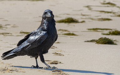 Wild raven (Corvus corax) looking for food on the beach shore