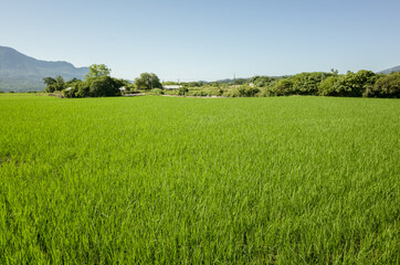 green paddy farm