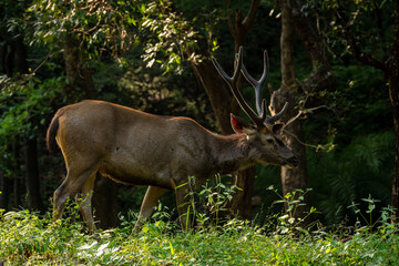 Male Sambar deer or Rusa unicolor with long horn or stag in natural green background at ranthambore national park or tiger reserve rajasthan india