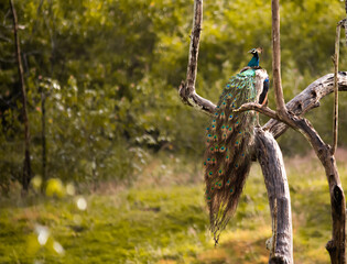 Peacock in the jungle.
