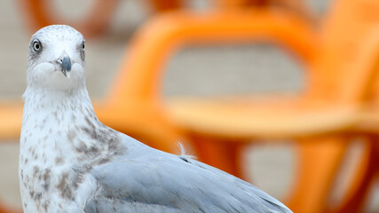 European Herring Gull profile with orange bacground