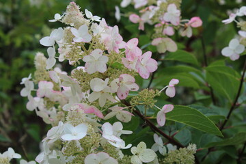 autumn in flowers