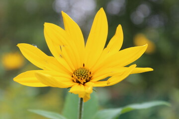 autumn in flowers