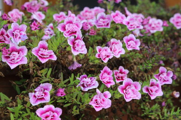 autumn in flowers