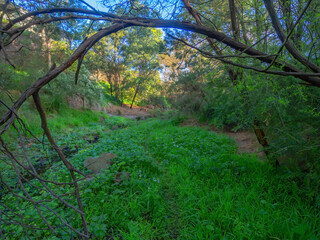Verdant Gully