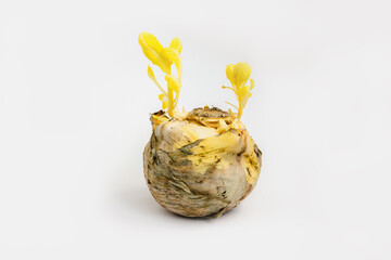 Rotting head of cabbage sprouted with flowers white background isolated