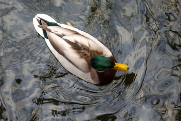 Piękna kaczka nad jeziorem © Anastasiia