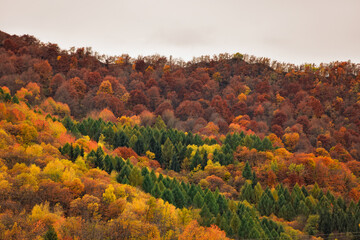 green fir trees in yellow and red colored autumn mountain forest