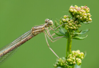 white-legged damselfly (Platycnemis pennipes) detail on a flower bud bunch