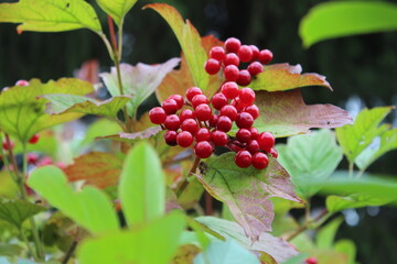 autumn in flowers