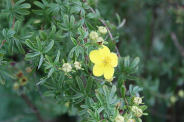 autumn in flowers