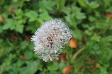 autumn in flowers