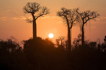 Fototapeta premium Sunrise with baobab in Madagascar