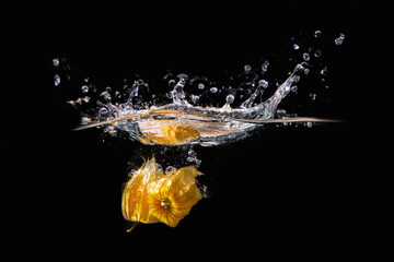 Splash Physalis 2