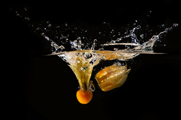 Splash Physalis 1