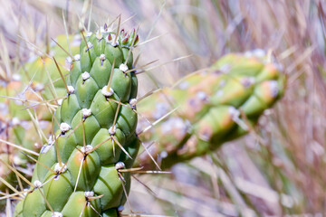 Cactus Texture Background