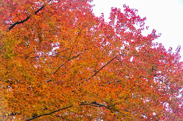 Autumn natural forest of beech trees with colorful red leaves