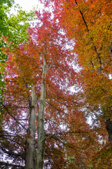 Autumn natural forest of beech trees with colorful red leaves