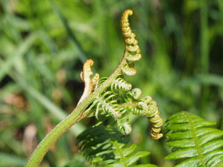 Fototapeta premium close up of new bright green fern fronds uncoiling in early summer