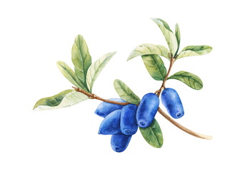 Branch of honeysuckle plant with blue berries and leaves. Watercolor hand drawn painting illustration