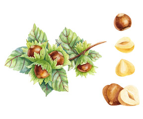 hazelnut branch watercolor illustration with seeds on white background