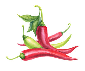Chilli pepper. Hand drawn watercolor painting on white background.